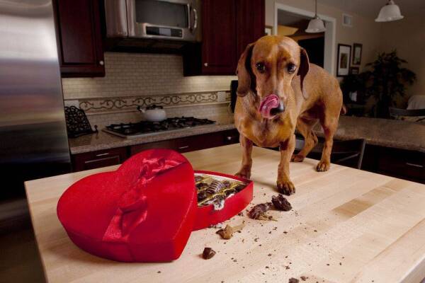 Dog Eating Chocolates From Heart Shaped Box