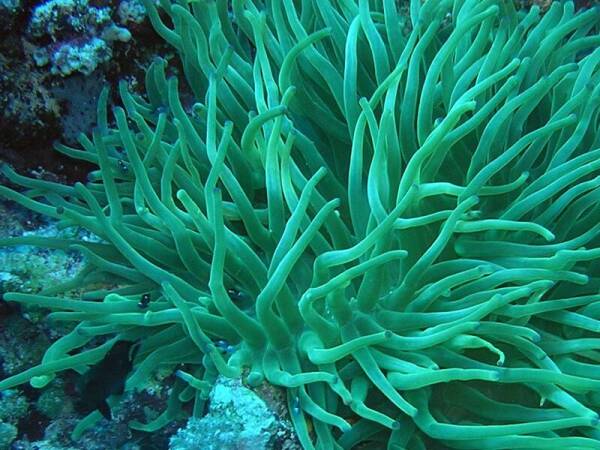 alga Espirulina