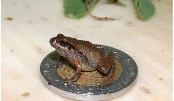 ranas mexicanas nueva especie es chic 10052022