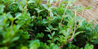 5 plantas medicinales que sirven como remedio casero para aliviar el picor